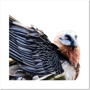 Bearded Vulture plumes Posters and Art